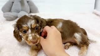 ミニチュアダックスの動画01