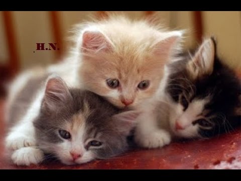 Relaxing Music For Restless Kittens And Puppies ♥♥♥ Calming Music For Sleeping Babies Pets 🎧 1 Hour