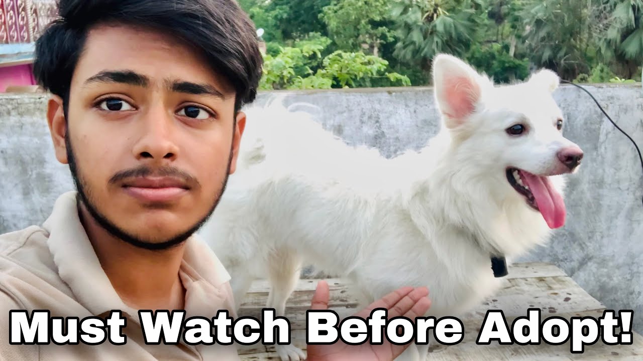 The Problems I Am Facing With My Indian Spitz Dog | 7 Major Problems With Indian Spitz Dog 😥