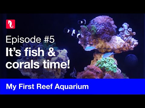 My First Reef Aquarium, episode 5 - It’s fish & corals time!