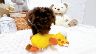 トイプードルの動画01