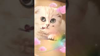Download lagu Kitten Scottish Fold Lulu FX #scottishfold #scottishfolds #kitten #cat #fx #photography mp3