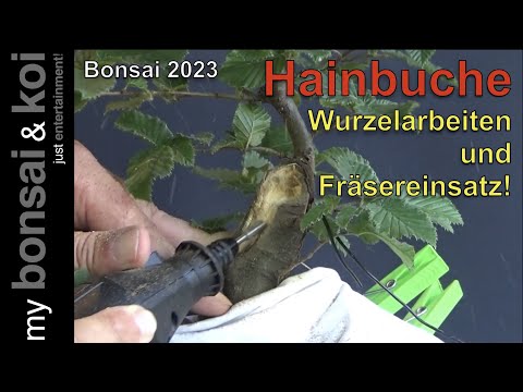 Bonsai 2023-43 - Hainbuche - Carpinus betulus - Wurzelarbeiten und Fräsereinsatz