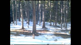 Rabbit with a death wish