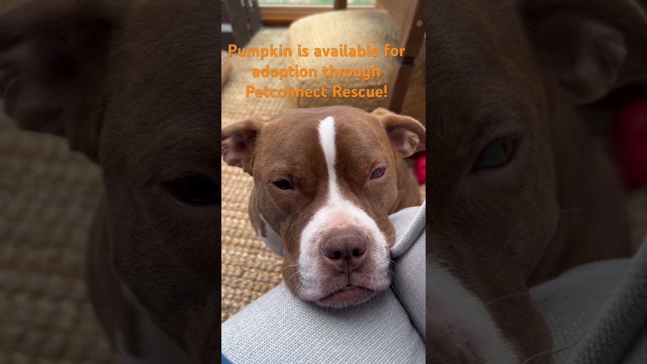 Enlarge Guppy, a Adoptable Mixed Breed in Potomac, MD video 6/6