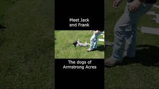 meet the dogs of Armstrong Acres! #dogs #dogshorts #doglife