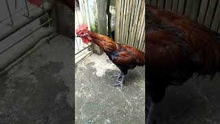 Download lagu usia 6 bulan belajar berkoko,  ayam pelung cianjur mp3