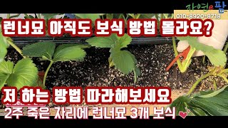 런너묘 보식 신공자 입니다~ 이것만 따라해도 수확량은 끝판왕!!!! 그리고 Co2 발생기!! 왜 쓸까요?? …