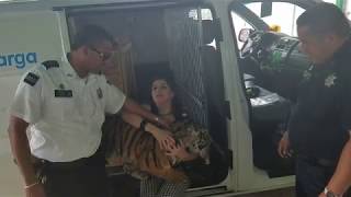 Policía Federal rescata un tigre de bengala