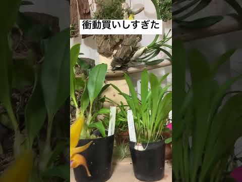 園芸 蘭の交雑