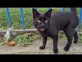Very Hungry Black Cat Meowing Wildly Asking For Food