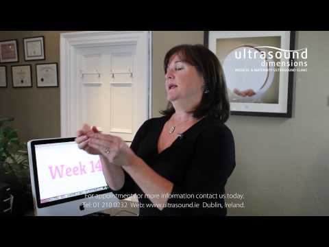 14 Weeks Pregnant - Your 14th Week Of Pregnancy