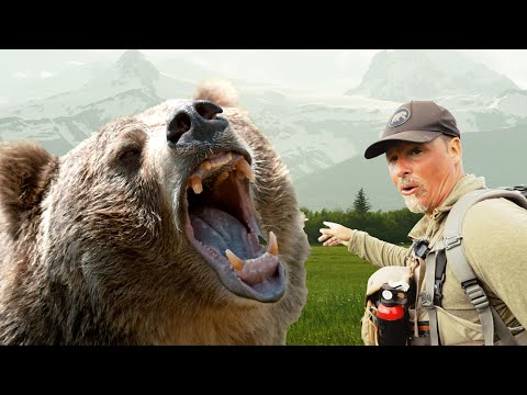 Finding the Most Aggressive Bear in Alaska