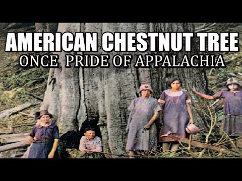 American Chestnut Trees once the Pride of the Appalachia's