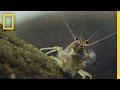 Thanks to Shrimp, These Waters Stay Fresh and Clean | Short Film Showcase