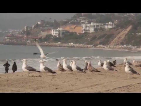 Street Wiz - Rollin' (Music Video)