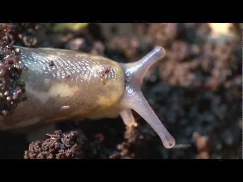 Life in the Compost Heap