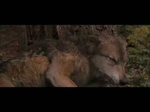 Twilight Wolves- Superhero