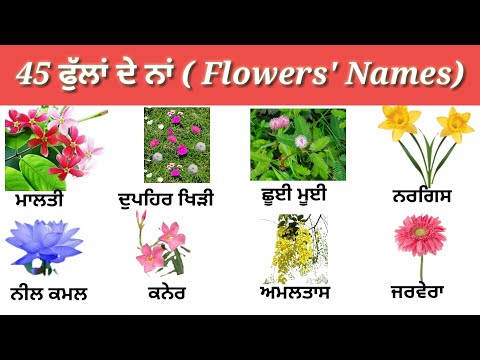 45 Flowers' Name in Punjabi and English with Pictures |  #flowersname #punjabitoenglishlearning