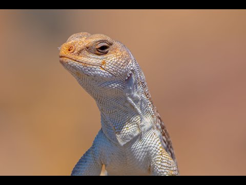 HDObservations : Desert Iguana (4K UHD)
