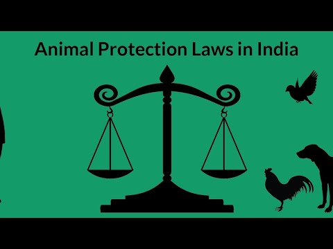 इंडिया में जानवर मारे तो भूत बना दूंगा?