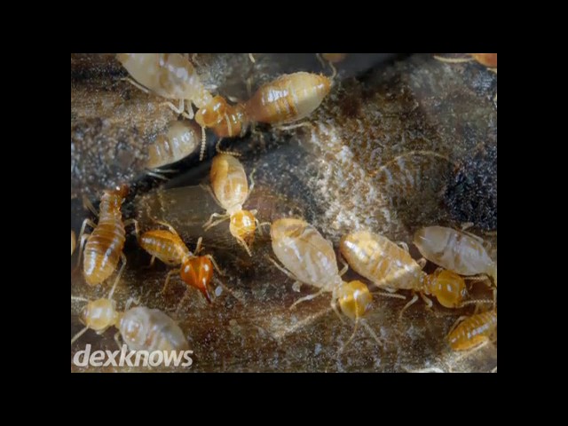 Accurate Termite & Pest Control Inc - Metamora, IL
