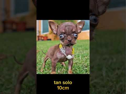 PERRO DE 10CM: El CHIHUAHUA más pequeño  del mundo #shorts