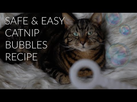 YouTube video about: Are bubbles safe for cats?