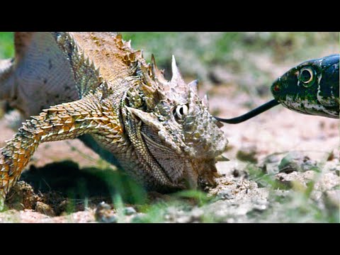 Lizard Fends Off Predators To Protect Her Eggs | Life | BBC Earth
