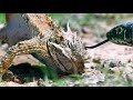 Lizard Fends Off Predators To Protect Her Eggs Life BBC Earth
