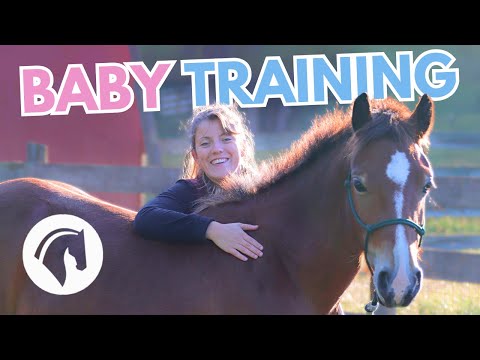Easy Groundwork Exercises for Young Horses
