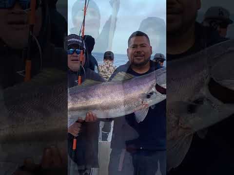 Limits of white seabass and rockfish on board the Apollo from 22nd Street Landing