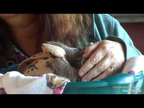 Miss Leslie picks up rescued baby sloth Noemi to help with her feeding.   Recorded 01/14/23.