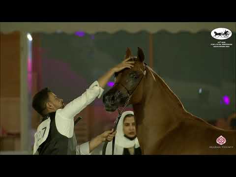 N 227 BINT ANEESAT AL KHALEDIAH   10th Arabian Horse Show for local Breeders in Saudi Arabia 2021