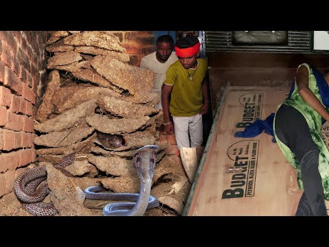 घर में सो रही किशोरी के रूम में जब नाग नागिन का असली जोड़ा पाया गया फिर क्या हुआ!😱 Nag Nagin Rescue