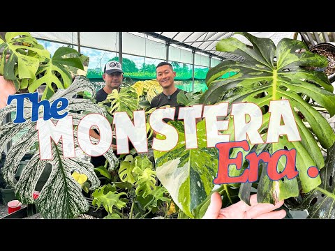 NEW Spectactular Variegated Monstera Varieties! Where They Come From? With Mike D’Andrea