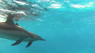 Dolphin cards Dolphin Dancer In Sataya