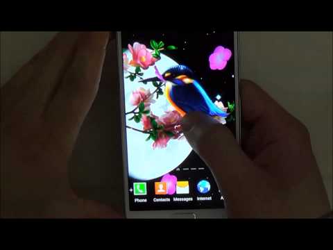 Sakura and Bird Live Wallpaper Video