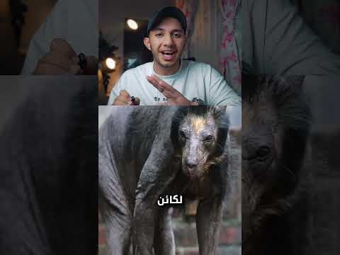 حيوانات بدون فرو صدمه كبيره جدا #اكسبلور #automobile #السعودية