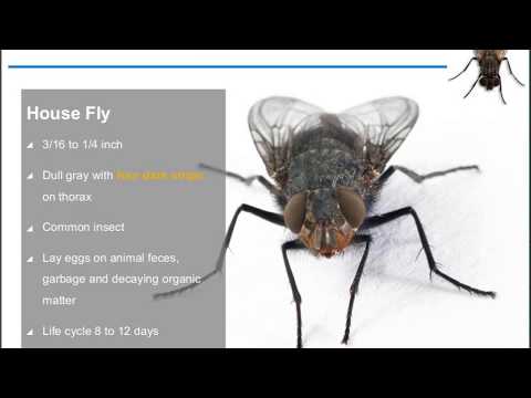 Food Safety Matters Webinar, June 2017 - Large Flies