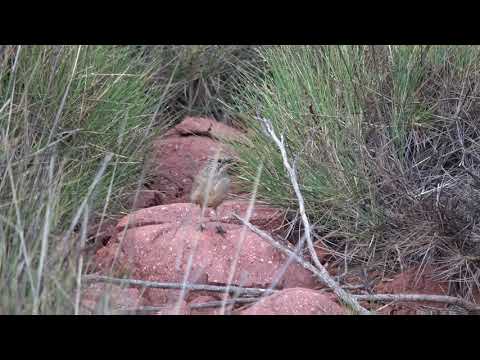 Australian Birds GRASSWREN , Mt Ive Station, by Alana and Greg Dare