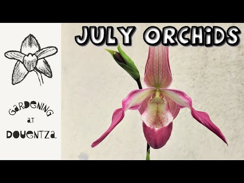 July Orchids - Blooms, Repot, Pest Control & Phrag, Psychopsis & Phal collection updates