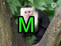 The Kids ABC S At The Zoo Part 100