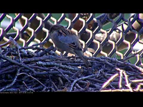 Male House Sparrow Close Up on the Weill Cornell Hawks Nest – Oct. 4, 2017