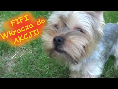 Fifi wkracza do akcji!