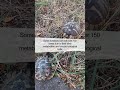 Unlocking Nature The Surprising Science Of Tortoise Longevity