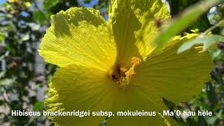 Hibiscus brackenridgei subsp mokuleianus (Ma’o hau hele)