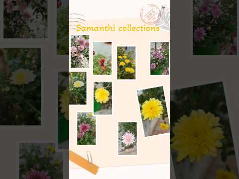 Samanthi plants @nurseryrose #garden #plantslover #samanthi #winterfloweringplant