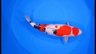 video van Sanke  SA-V23-10206