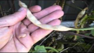 How To Save Bean Seeds - Climbing Beans or Runner Beans - Saving Your Own Vegetable Seeds